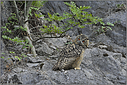 ein Blick zurück... Europäischer Uhu *Bubo bubo*