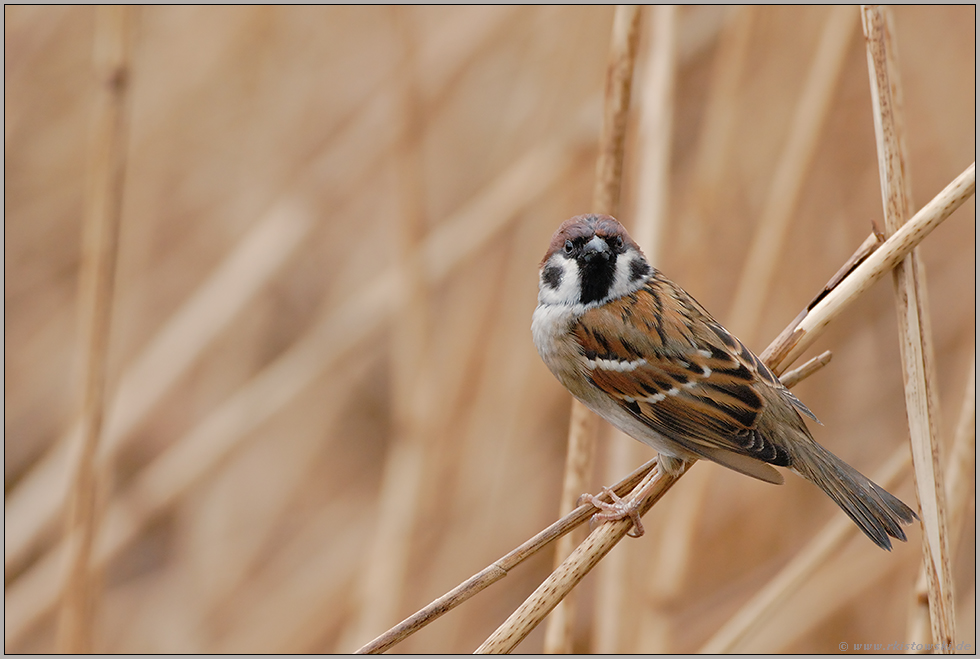 alles im Blick... Feldsperling *Passer montanus*