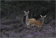 vernachlässigt... Rotwild *Cervus elaphus*