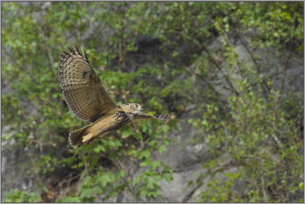 steil bergauf... Europäischer Uhu *Bubo bubo*