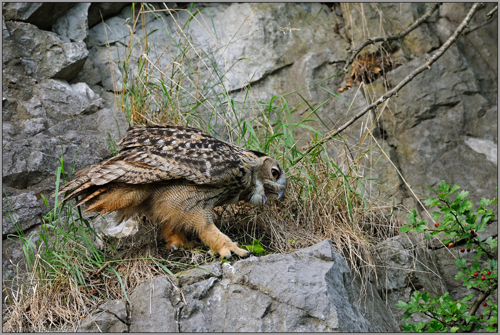 schwer zu kämpfen... Europäischer Uhu *Bubo bubo*