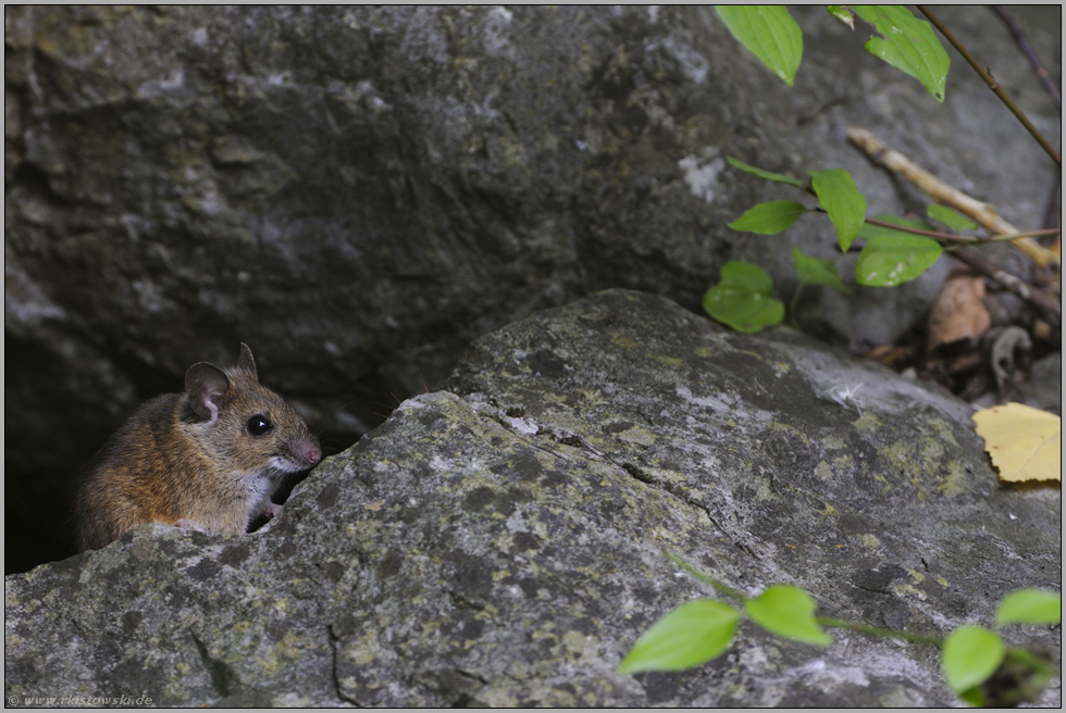 versteckt... Waldmaus *Apodemus sylvaticus*