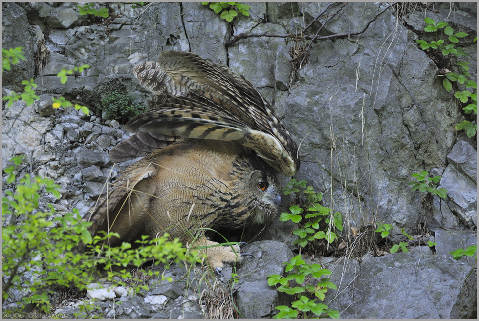 recken und strecken... Europäischer Uhu *Bubo bubo*