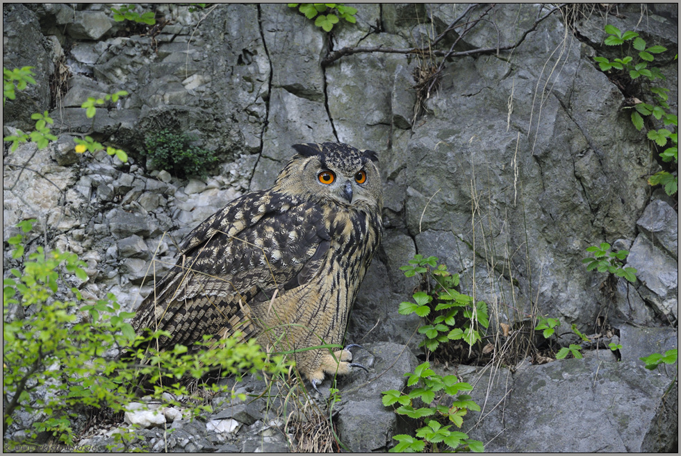 abwartend... Europäischer Uhu *Bubo bubo*