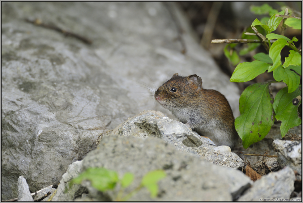 neugierig... Rötelmaus *Clethrionomys glareolus*