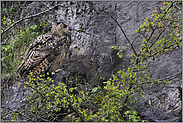 stabil in NRW... Europäischer Uhu *Bubo bubo*