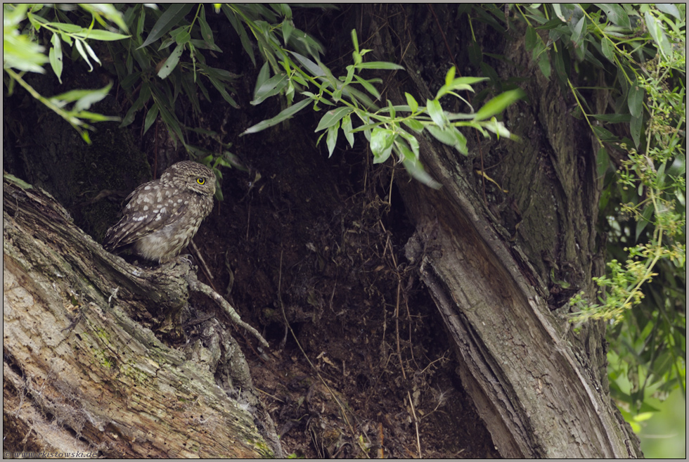 im Versteck... Steinkauz *Athene noctua*