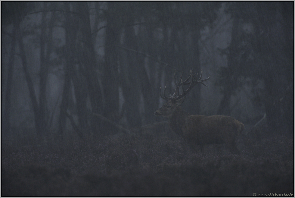 Feierabend... Rothirsch *Cervus elaphus*