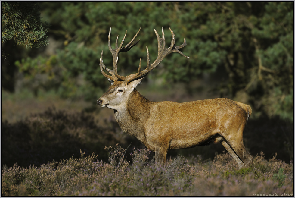 Ende September... Rothirsch *Cervus elaphus*