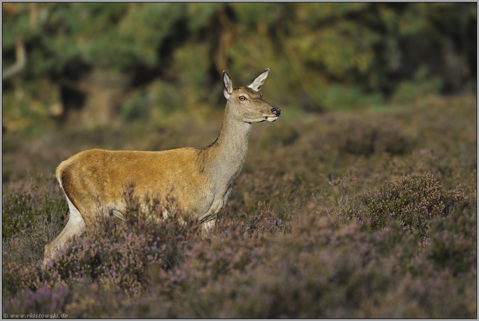 das Kahlwild... Rotwild *Cervus elaphus*