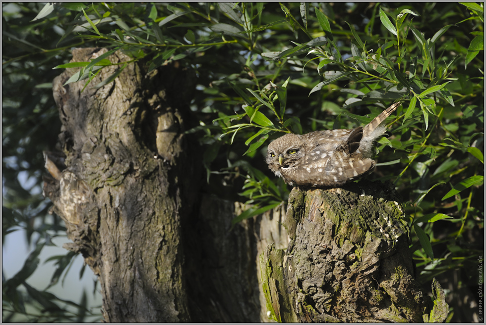 beim Sonnenbad... Steinkauz *Athene noctua*