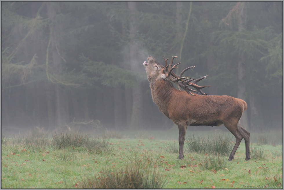 Hochbrunft... Rothirsch *Cervus elaphus*