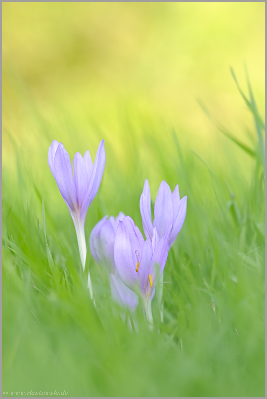 inmitten der Wiese... Herbstzeitlose *Colchicum autumnale*