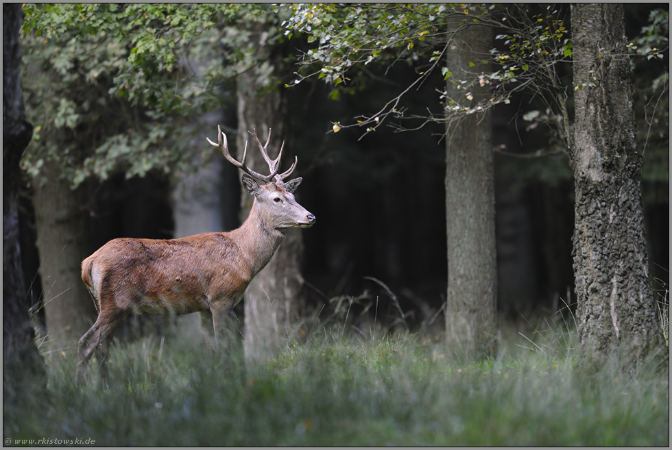 auf sicherer Distanz... Rothirsch *Cervus elaphus*