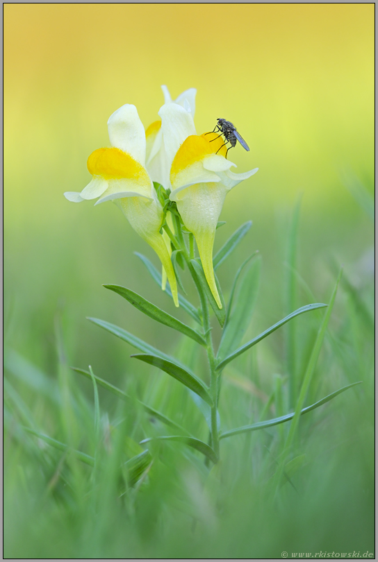 gelb-grün... Gewöhnliches Leinkraut *Linaria vulgaris*