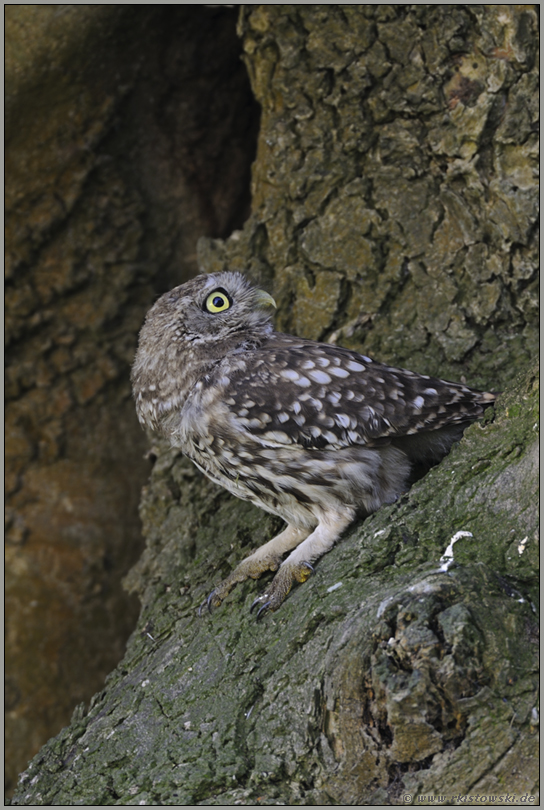 auf dem Sprung... Steinkauz *Athene noctua*