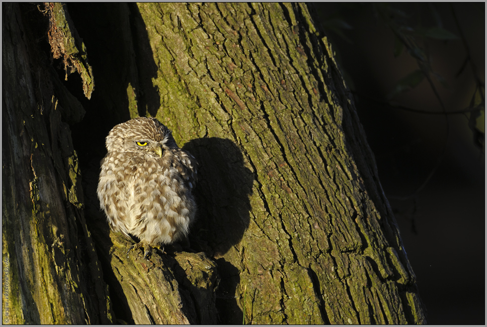 Schattenwurf... Steinkauz *Athene noctua*