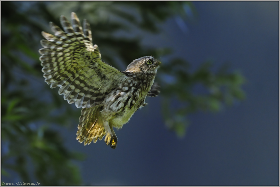 lautlos "Vogel des Jahres 1972"... Steinkauz *Athene noctua*