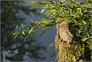 auf dem Ausguck... Steinkauz *Athene noctua*