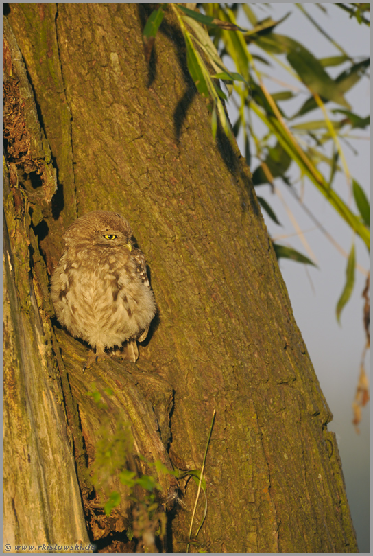 Sonne und Licht... Steinkauz *Athene noctua*