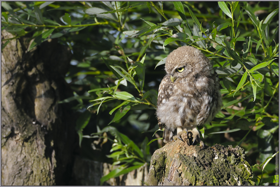 Blick zur Seite... Steinkauz *Athene noctua*