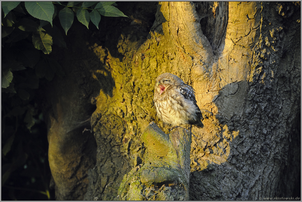 morgenmüde... Steinkauz *Athene noctua*