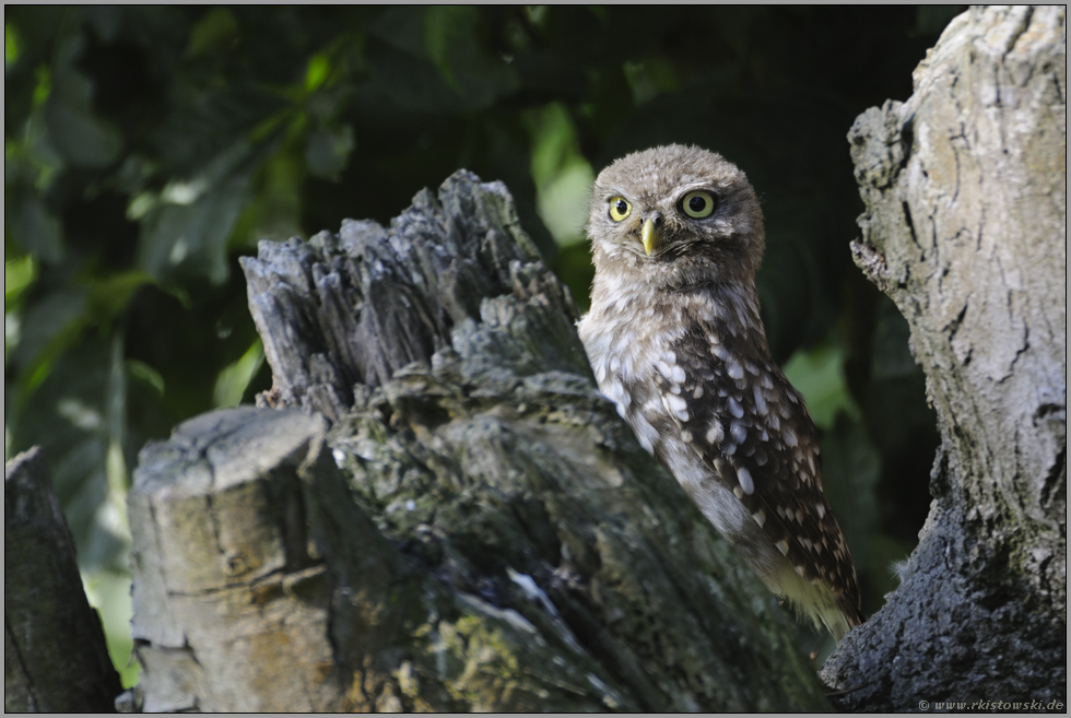 kuckguck... Steinkauz *Athene noctua*