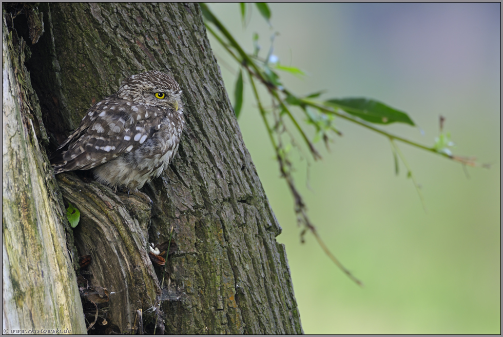 ein Flachlandtiroler... Steinkauz *Athene noctua*