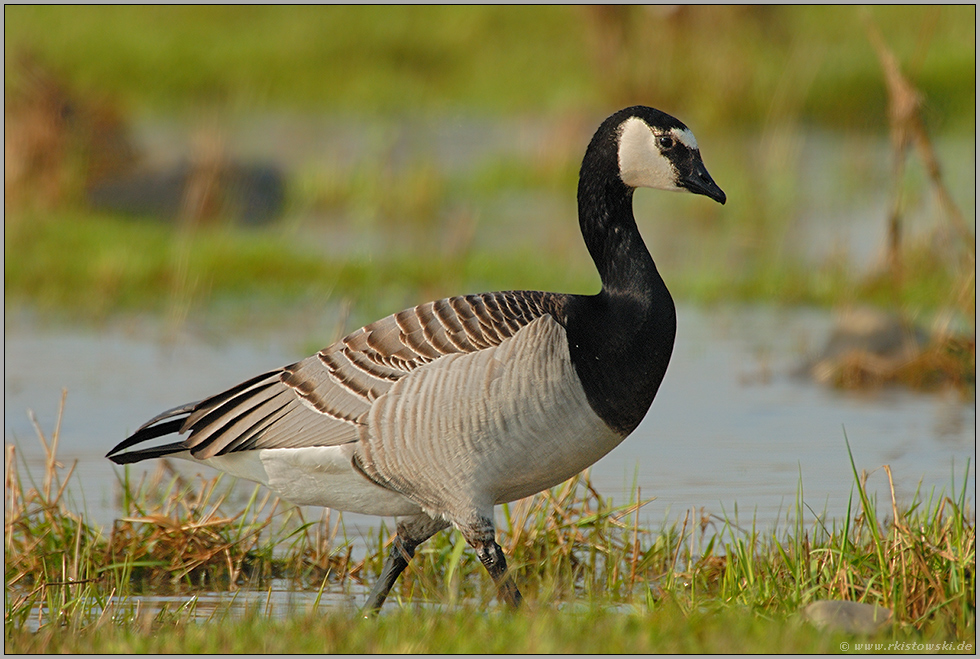 am Rhein... Nonnengans *Branta leucopsis*