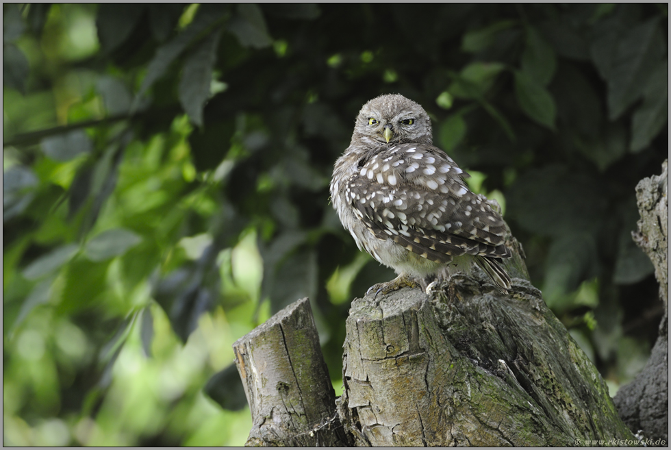 aufgeplustert... Steinkauz *Athene noctua*