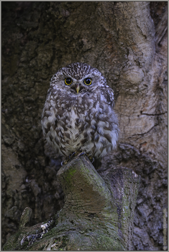 mit großen Augen... Steinkauz *Athene noctua*