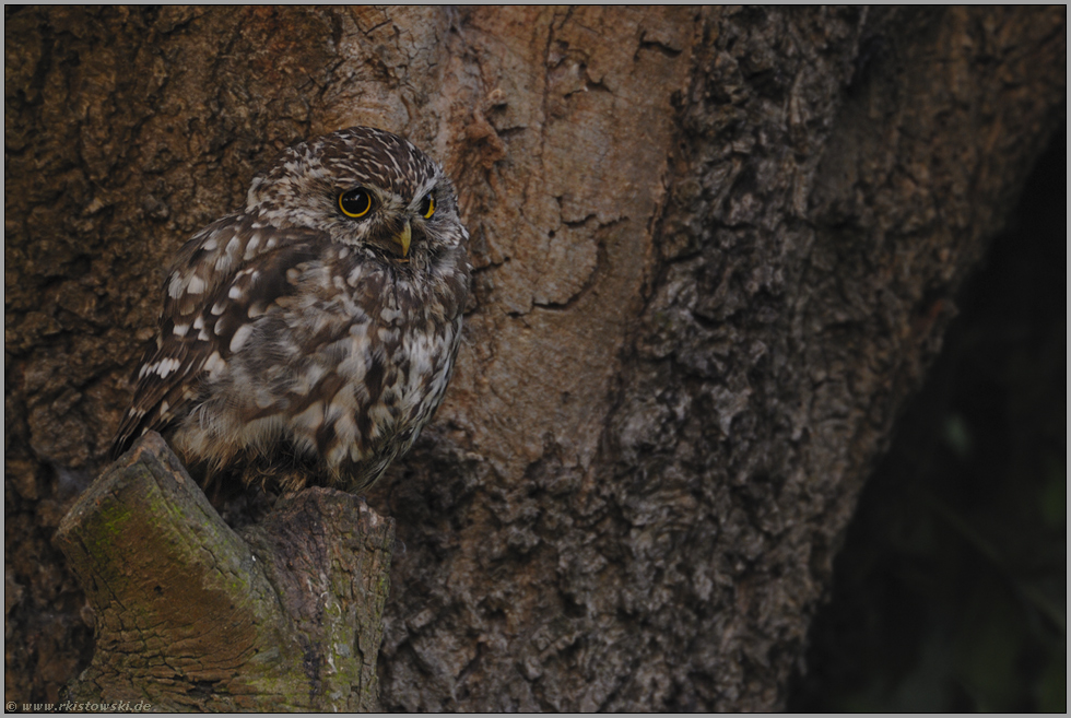 mit großen Augen... Steinkauz *Athene noctua*