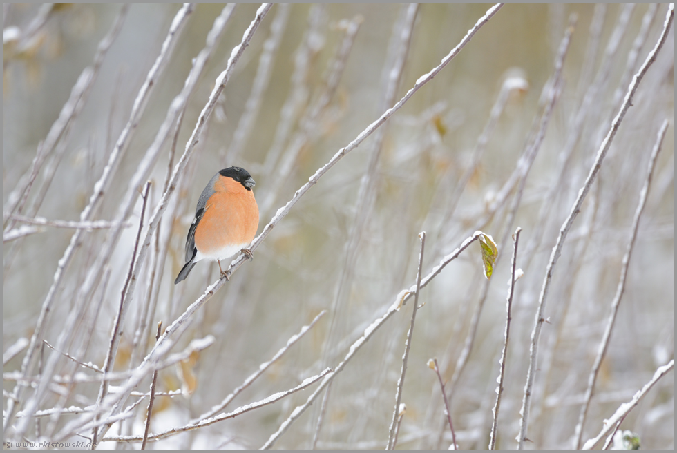 ein Wintermärchen... Dompfaff *Pyrrhula pyrrhula*