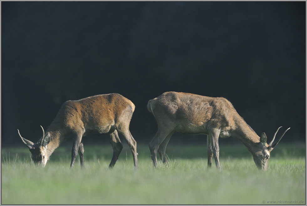 ausgestoßen... Rotwild *Cervus elaphus*