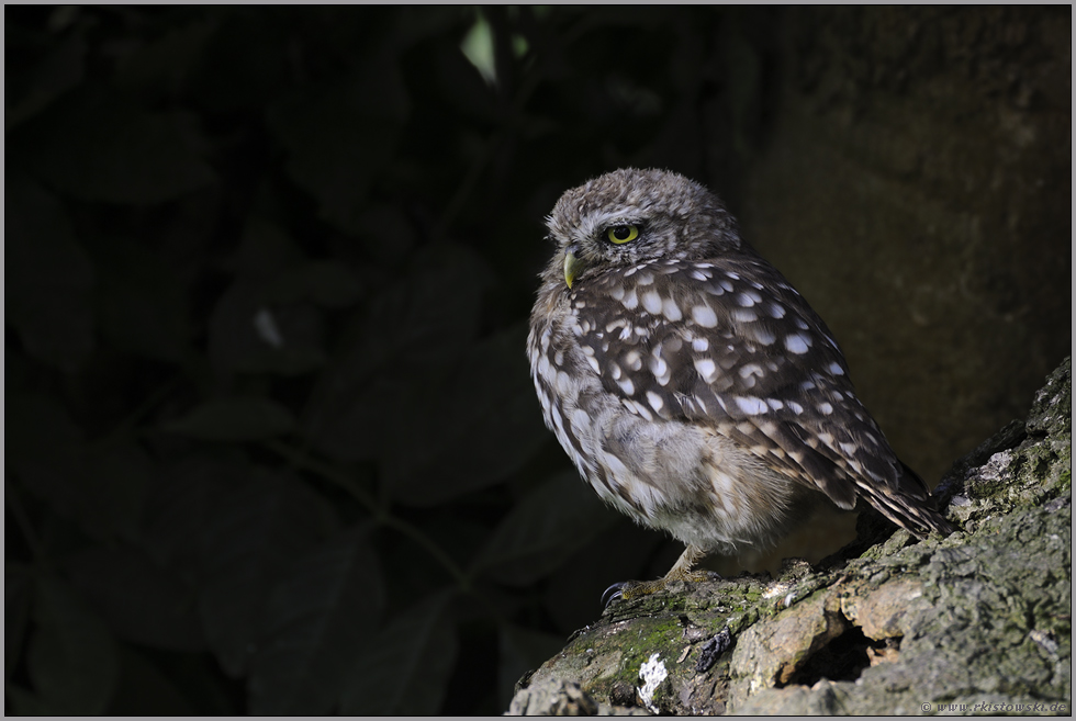 aufmerksam... Steinkauz *Athene noctua*