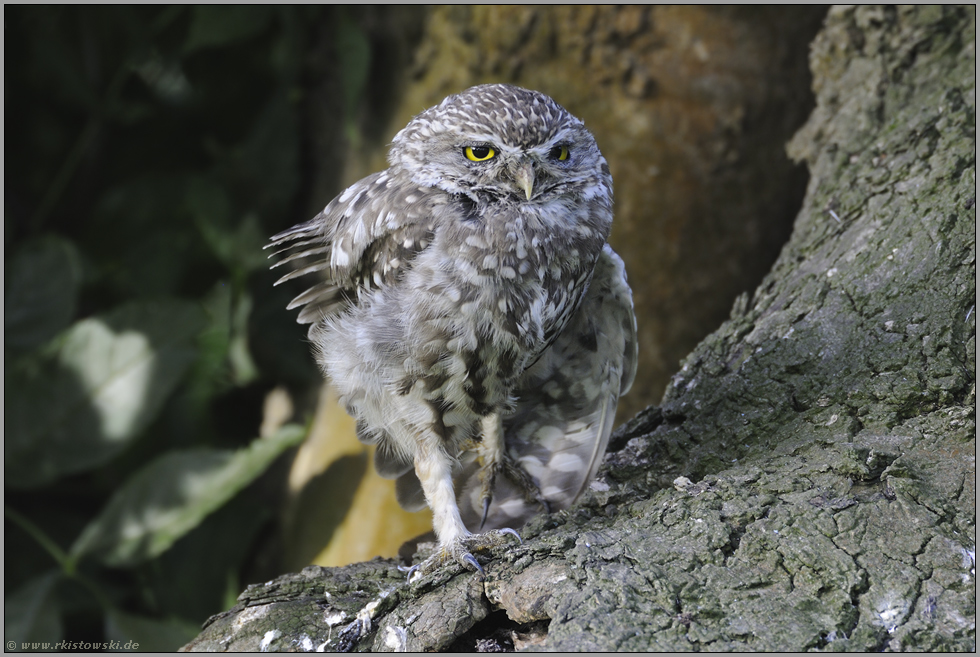 müde Knochen... Steinkauz *Athene noctua*