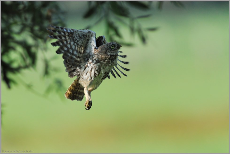 der Sonne entgegen... Steinkauz *Athene noctua*