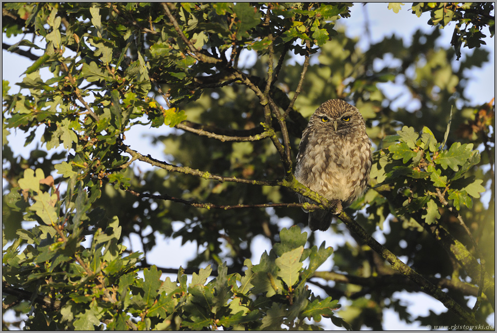 im Baum... Steinkauz *Athene noctua*