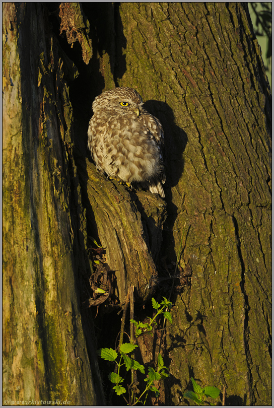 Farben und Formen... Steinkauz *Athene noctua*