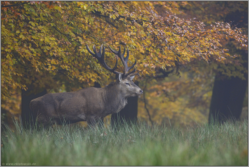 Herbstlaub... Rothirsch *Cervus elaphus*