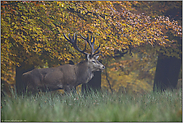 Herbstlaub... Rothirsch *Cervus elaphus*