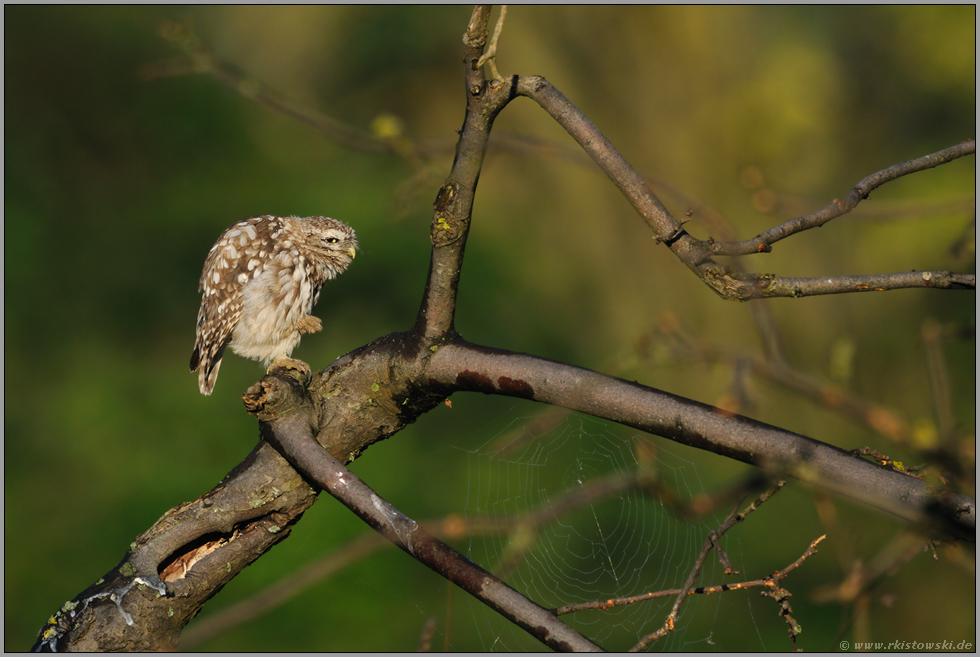 kleiner Kobold... Steinkauz *Athene noctua*