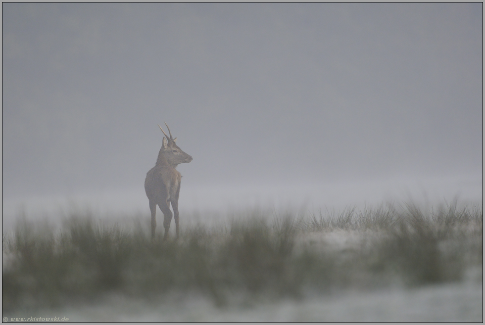 auf weitem Feld... Rotspiesser *Cervus elaphus*