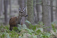 im lichten Holz... Rottier *Cervus elaphus*