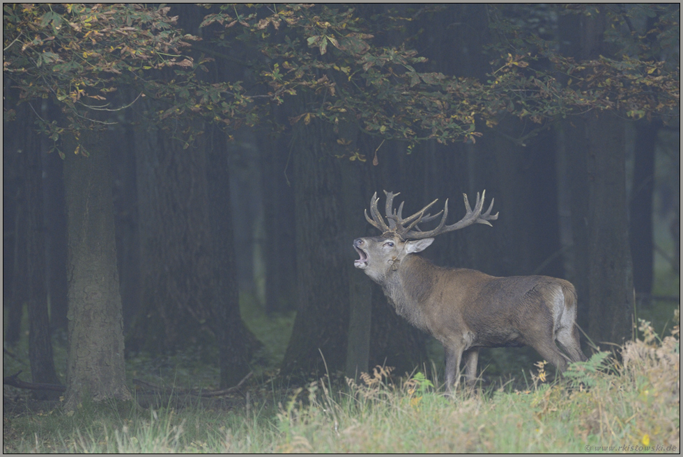 Anfang Oktober... Rothirsch *Cervus elaphus*