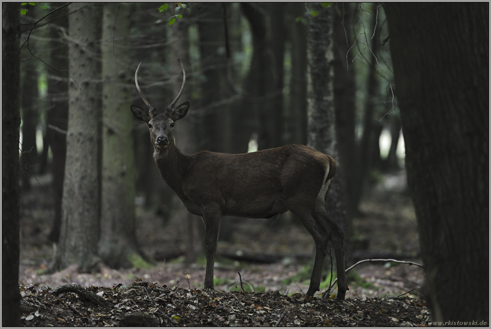 überraschende Begegnung... Rotspiesser *Cervus elaphus*