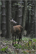 Begegnung im Wald... Rottier *Cervus elaphus*