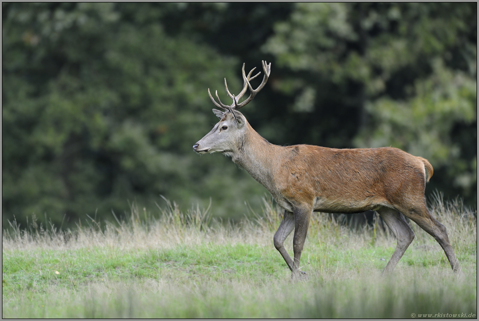 der Jüngling... Rothirsch *Cervus elaphus*