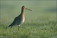 schutzbedürftig... Uferschnepfe *Limosa limosa*