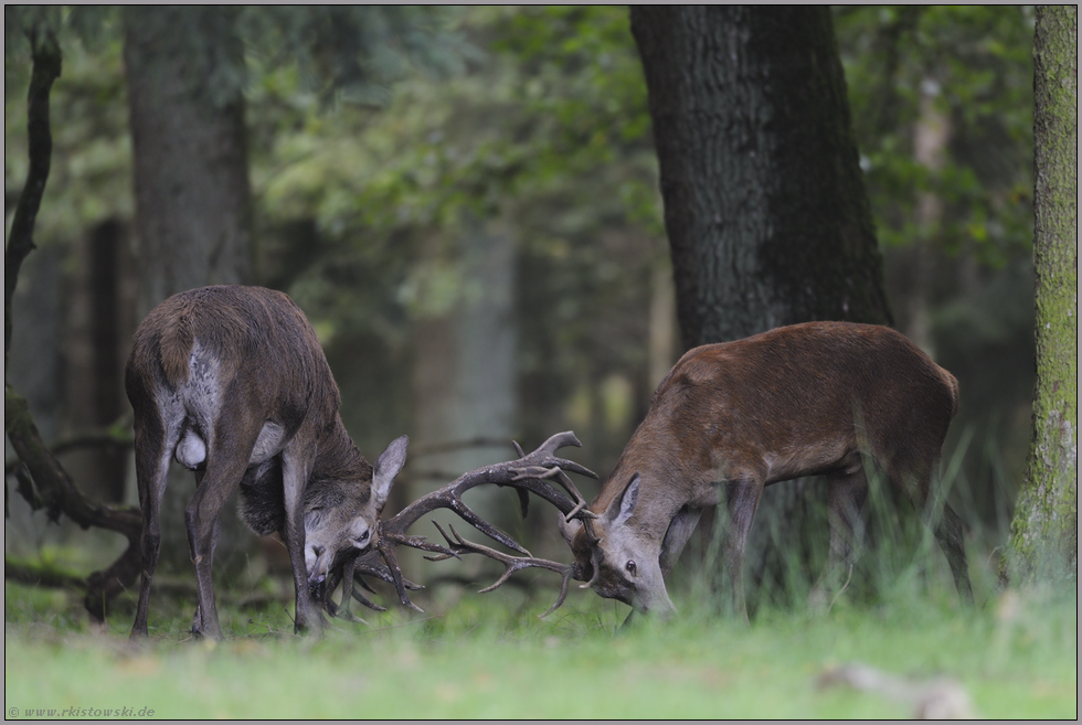 Herausforderer... Rothirsche *Cervus elaphus*